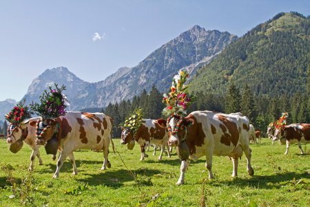 Unser Reiseprogramm 2026 - Almabtrieb im Pitztal - erholen & wohlfühlen in Imst 