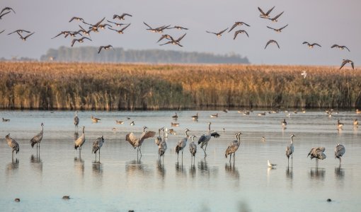 Unser Reiseprogramm 2025 - Auf Kranichtour zur Insel Rügen | Herbstliche Kranichrast am Jasmunder Bodden