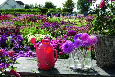 Unser Reiseprogramm 2026 - Dahlienfestival – blühender Spätsommer - farbenprächtige Niederlande