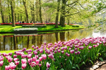 Unser Reiseprogramm 2024 - Zur Tulpenblüte nach Holland