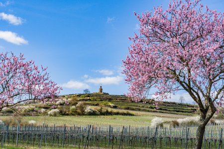 Unser Reiseprogramm 2026 - Ostern an der Deutschen Weinstraße zur Mandelblüte - Toskana Deutschlands