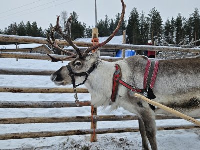 Unser Winterprogramm 2025 - Polarlichterzeit in Finnisch-Lappland