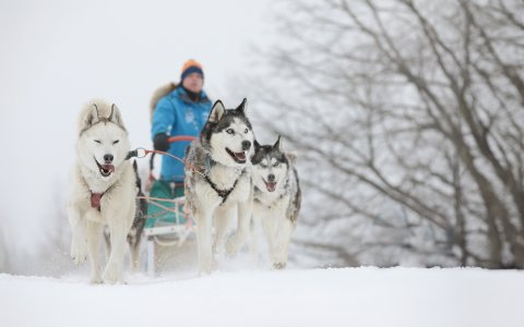 Unser Winterprogramm 2025 - Polarlichterzeit in Finnisch-Lappland