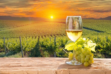 Unser Reiseprogramm 2024 - Weinreise Saale und Unstrut