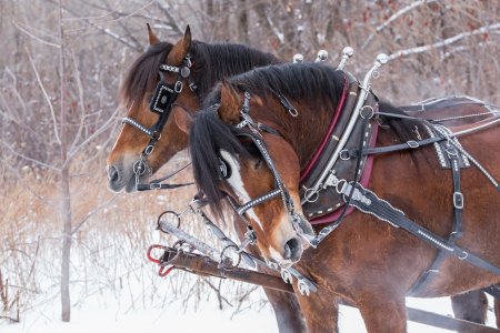 Unser Winterprogramm 2024 - Silvester im Herzen Oberbayerns – Miesbach