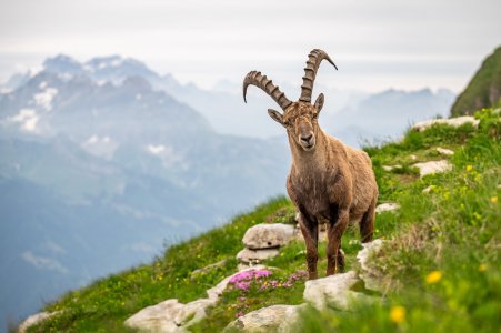Unser Reiseprogramm 2026 - Traumurlaub in Graubünden mit Glacier- und Bernina Express - grandiose Bergwelt