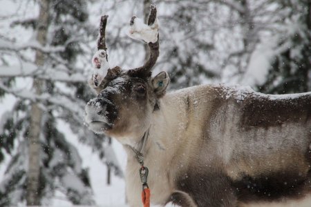 Unser Reiseprogramm 2024 - Winterwunderland: Polarlichter in Finnisch-Lappland 