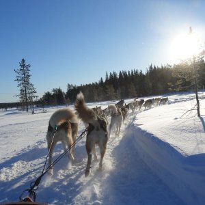 Unser Reiseprogramm 2024 - Winterwunderland: Polarlichter in Finnisch-Lappland 