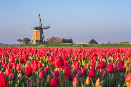 Unser Reiseprogramm 2025 - Zur Tulpenblüte nach Holland | Keukenhof & Amsterdam