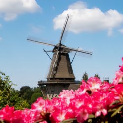 Mühlenmuseum Gifhorn & Opa Ernys Garten