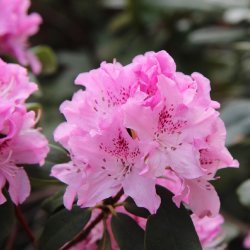 Ohlsdorfer Rhododendronblüte