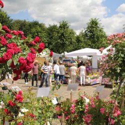Rosenträume in Friedrichstadt