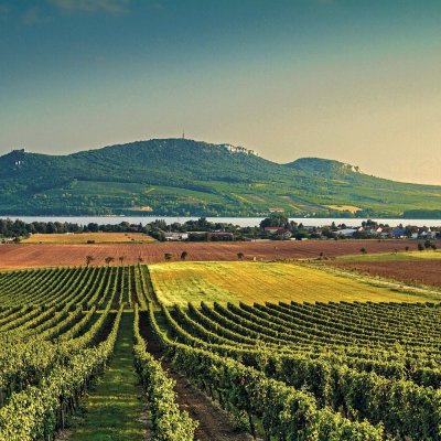 Südmähren – gute Weine in einzigartiger Landschaft