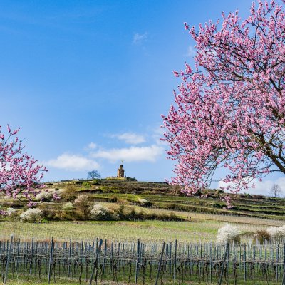 Ostern an der Deutschen Weinstraße zur Mandelblüte